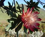 Protea caffra subsp. gazensis
