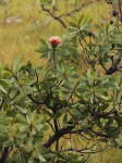 Protea caffra subsp. gazensis