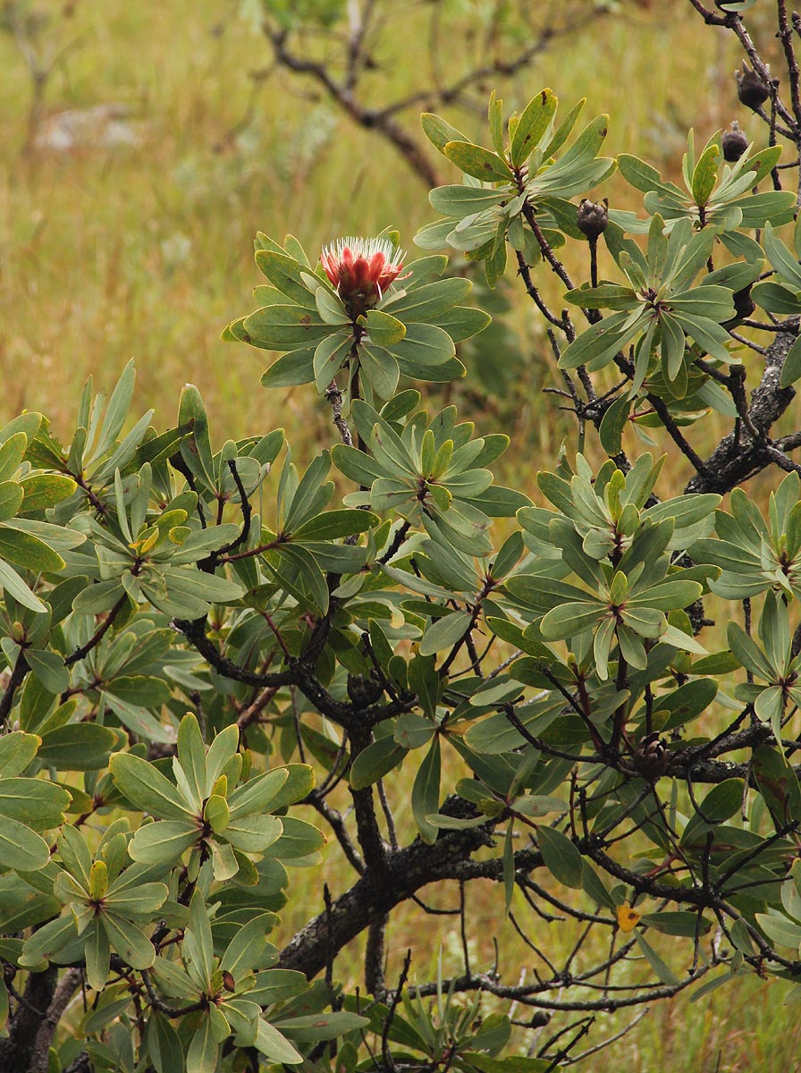 Protea caffra subsp. gazensis