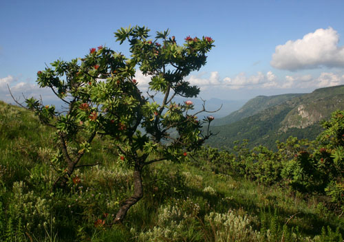Protea caffra subsp. gazensis