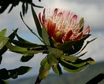 Protea caffra subsp. gazensis