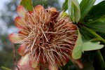 Protea caffra subsp. gazensis