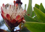 Protea caffra subsp. gazensis