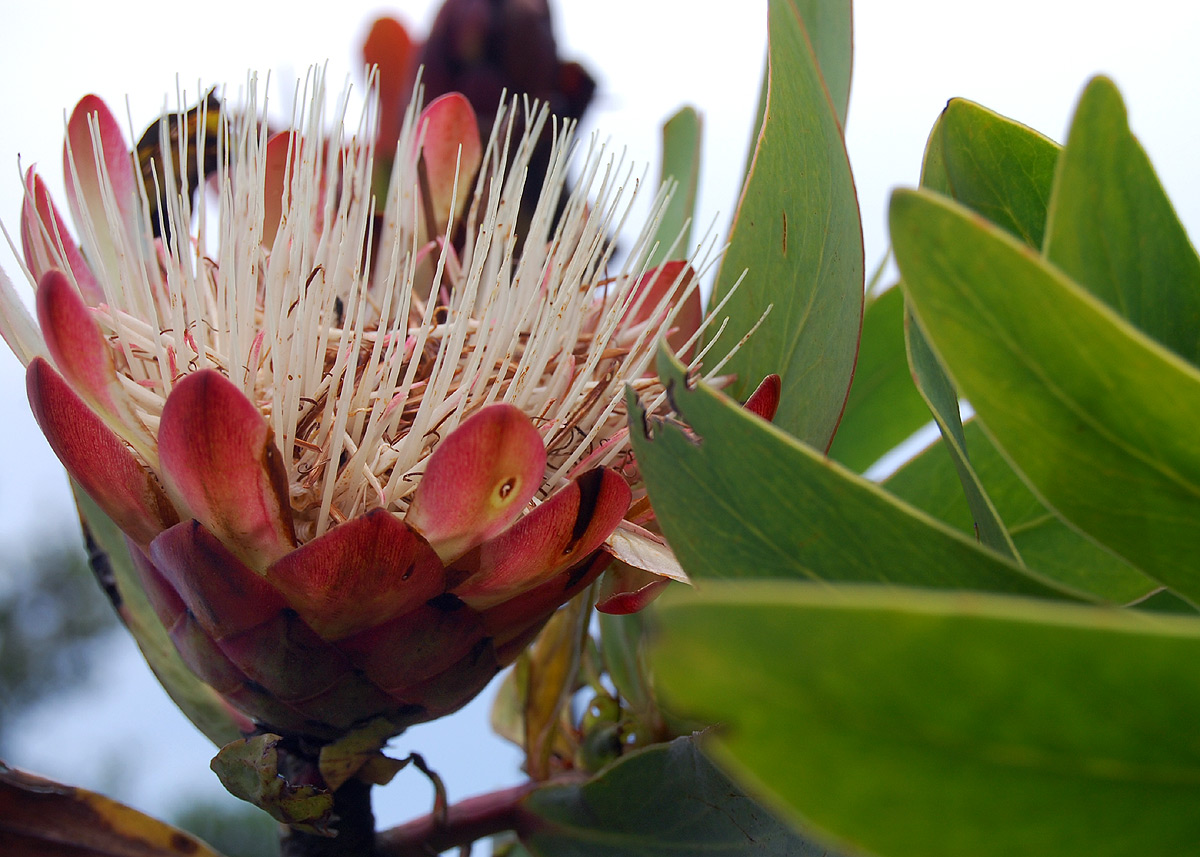 Protea caffra subsp. gazensis