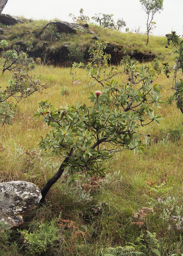 Protea caffra subsp. gazensis