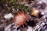Protea enervis