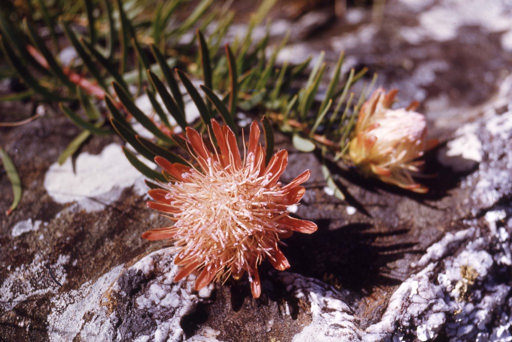 Protea enervis
