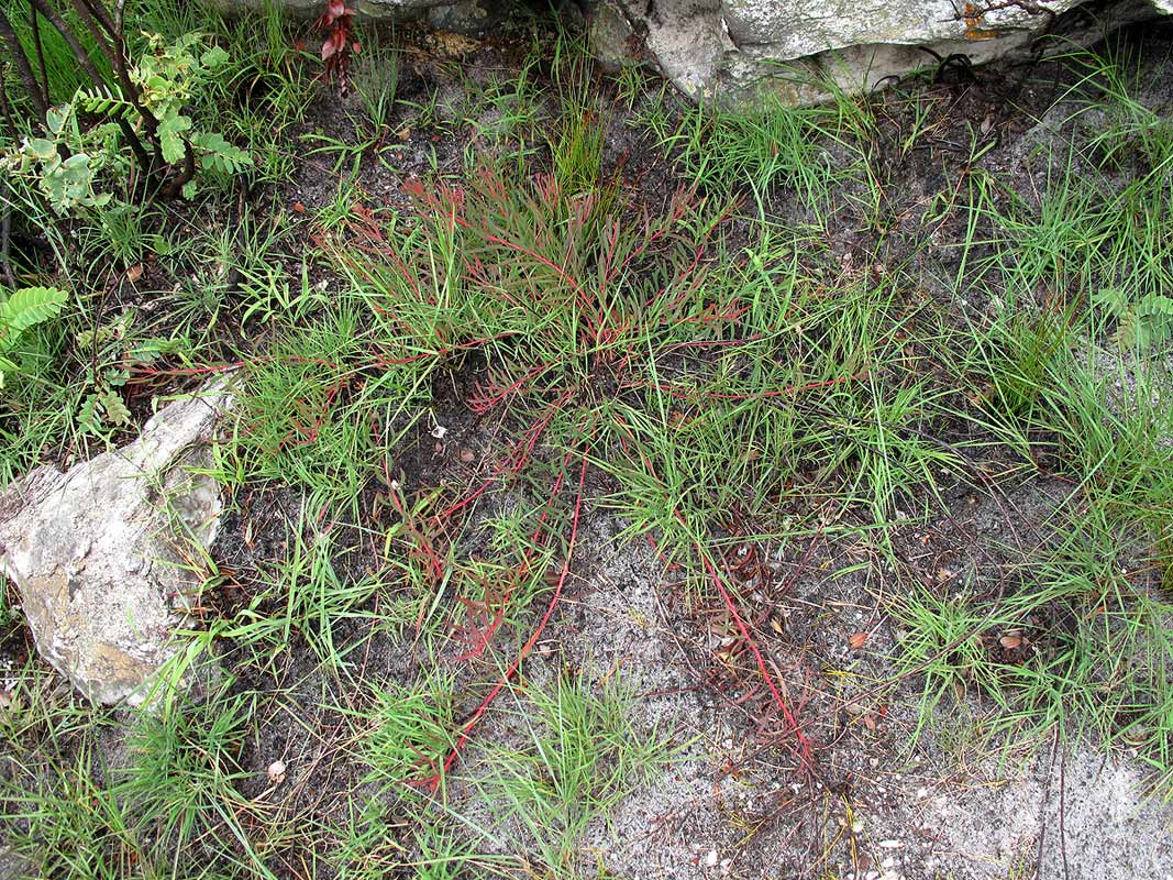 Protea enervis