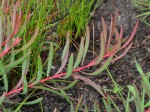 Protea enervis