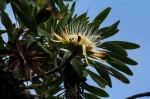 Protea petiolaris subsp. elegans