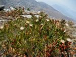 Protea wentzeliana