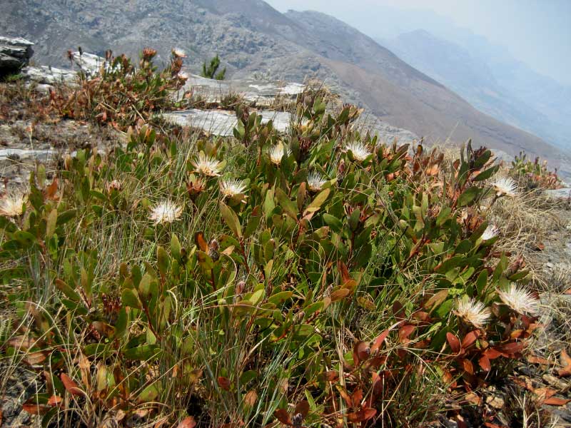 Protea wentzeliana