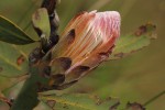 Protea wentzeliana