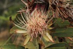 Protea wentzeliana
