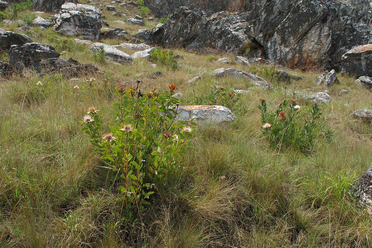 Protea wentzeliana