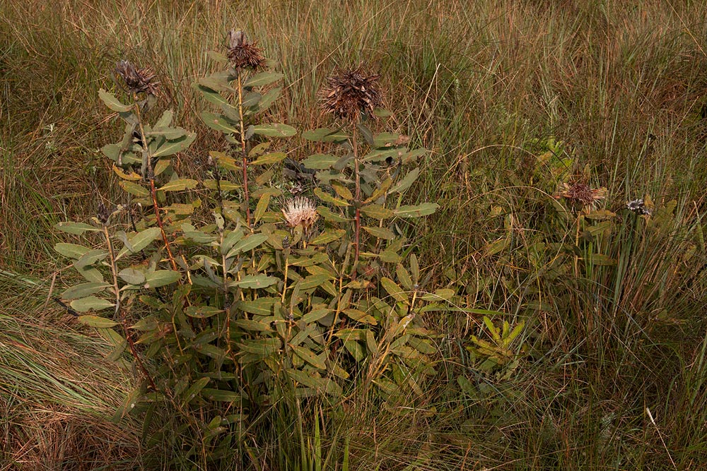 Protea wentzeliana