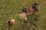 Protea wentzeliana