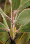 Protea wentzeliana