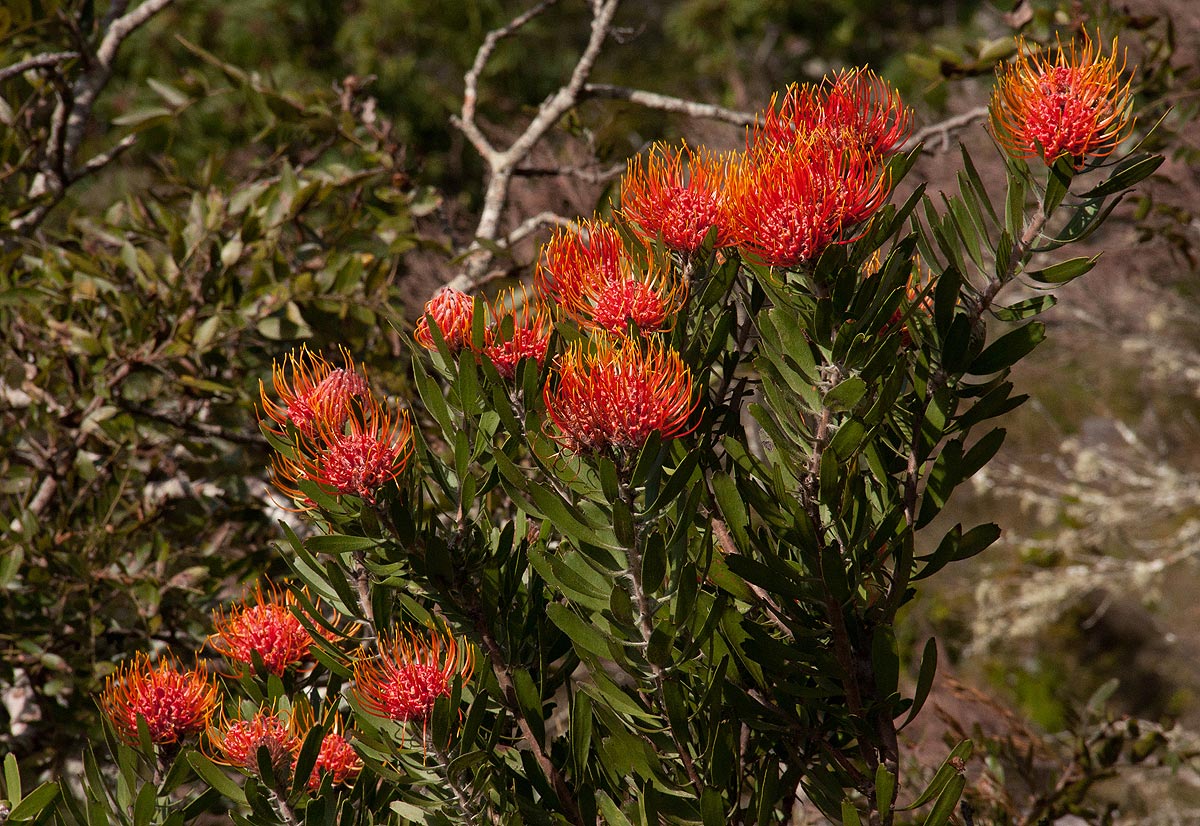 Leucospermum saxosum
