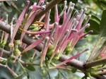 Tapinanthus dependens