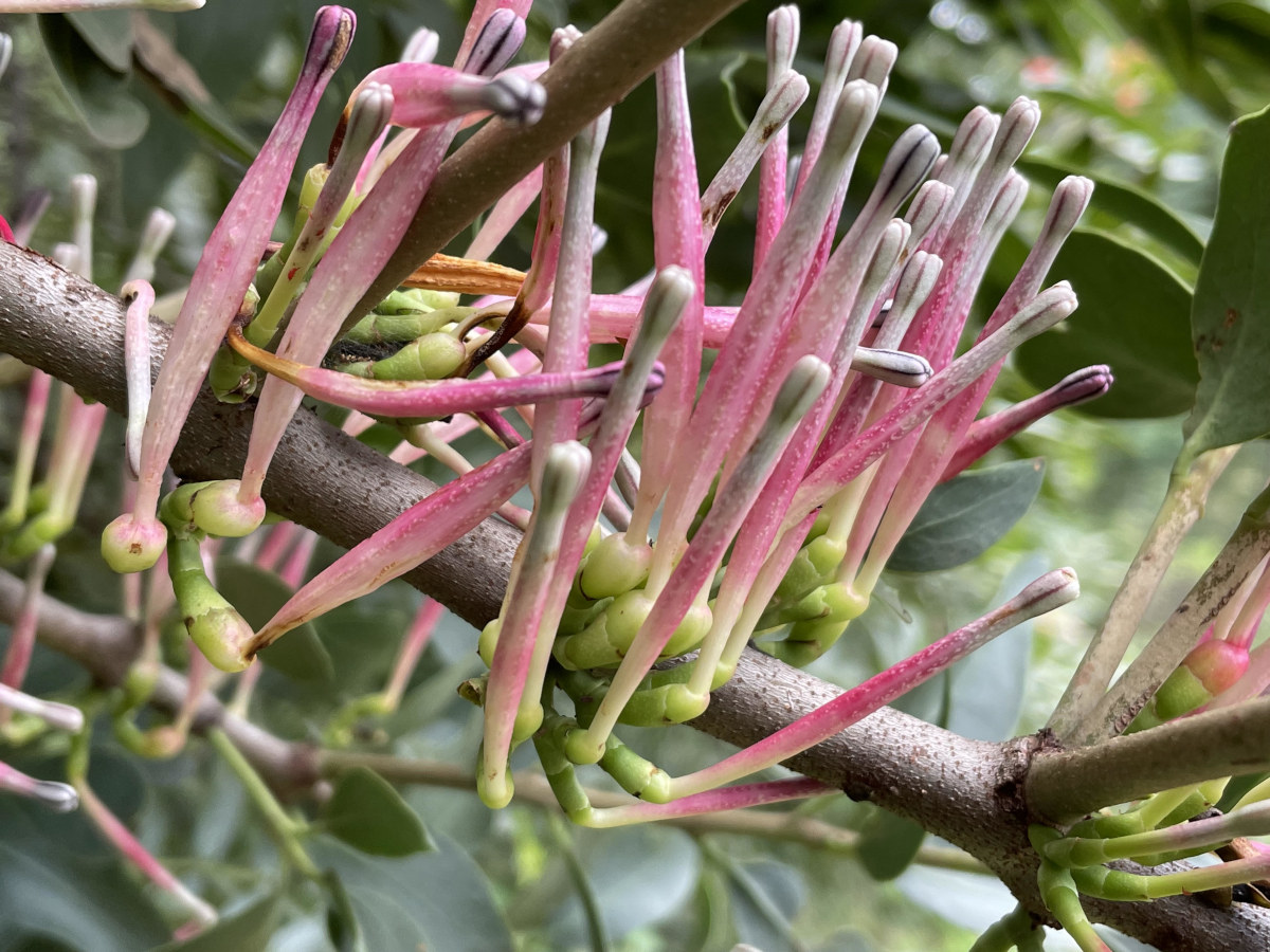 Tapinanthus dependens