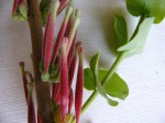 Tapinanthus erianthus