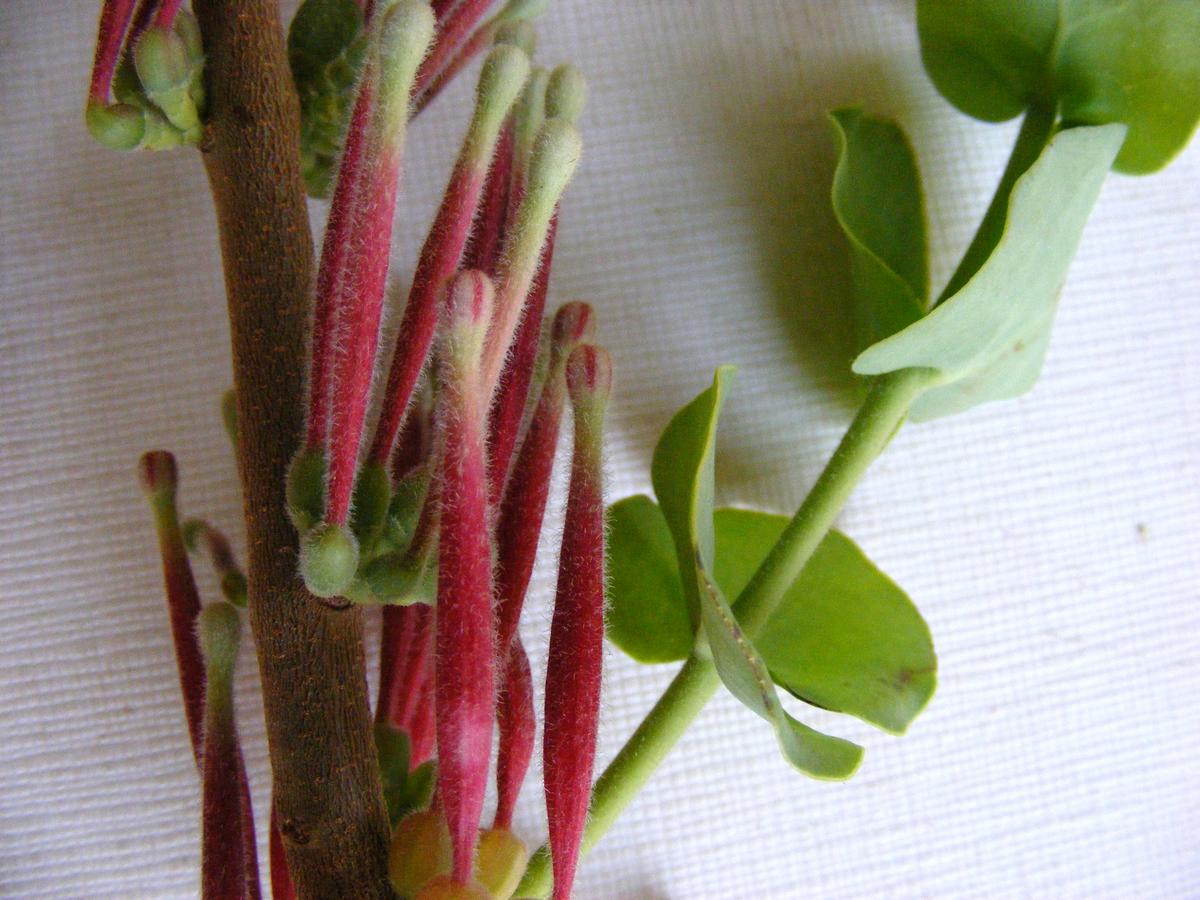 Tapinanthus erianthus