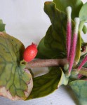 Tapinanthus erianthus