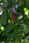 Tapinanthus oleifolius