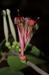 Tapinanthus oleifolius