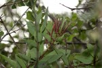 Tapinanthus oleifolius