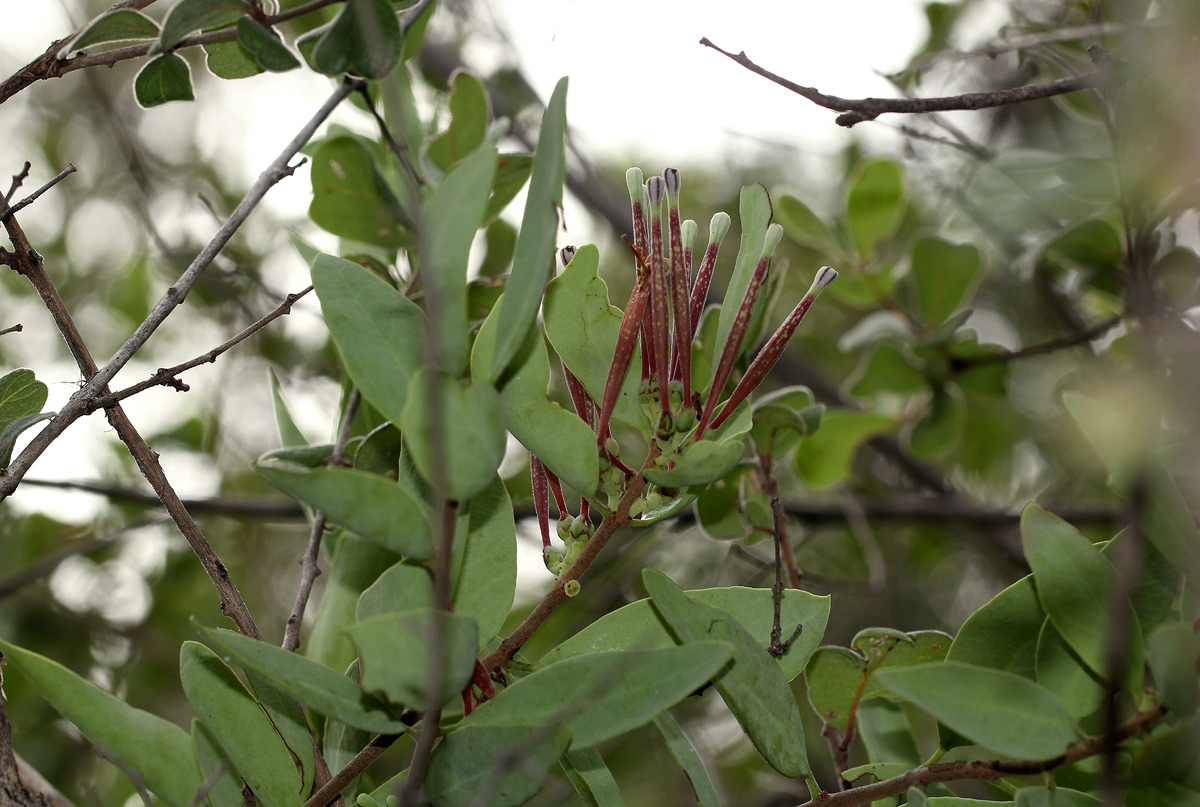 Tapinanthus oleifolius