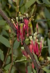 Tapinanthus oleifolius
