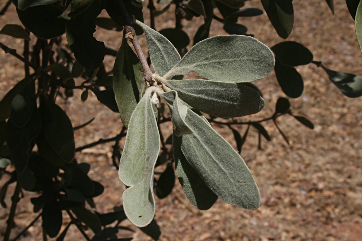 Vanwykia remota