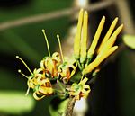 Englerina oedostemon