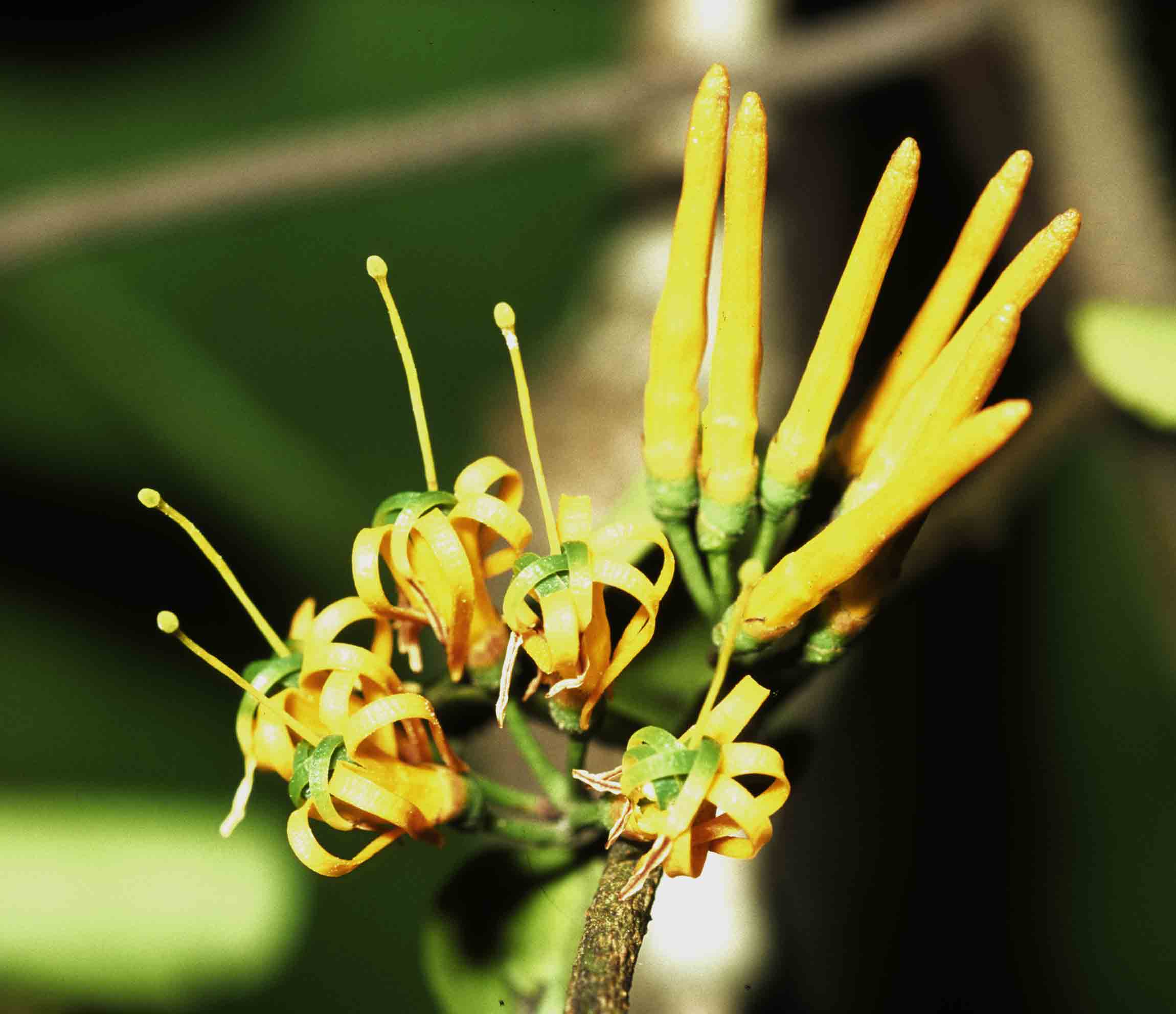 Englerina oedostemon