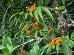 Englerina oedostemon