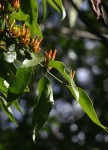Englerina oedostemon