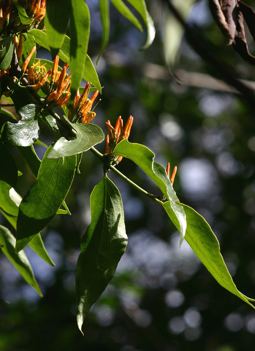 Englerina oedostemon