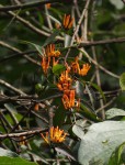 Englerina oedostemon