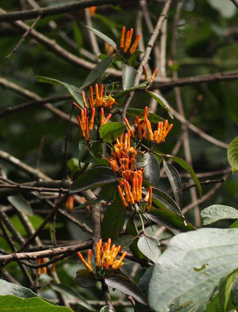 Englerina oedostemon