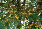Englerina oedostemon