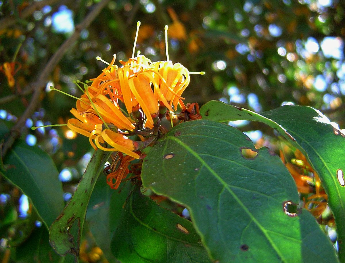 Englerina oedostemon