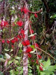 Globimetula mweroensis