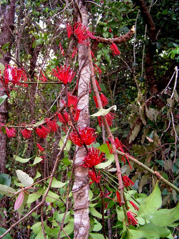 Globimetula mweroensis