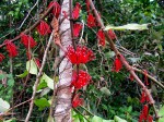 Globimetula mweroensis