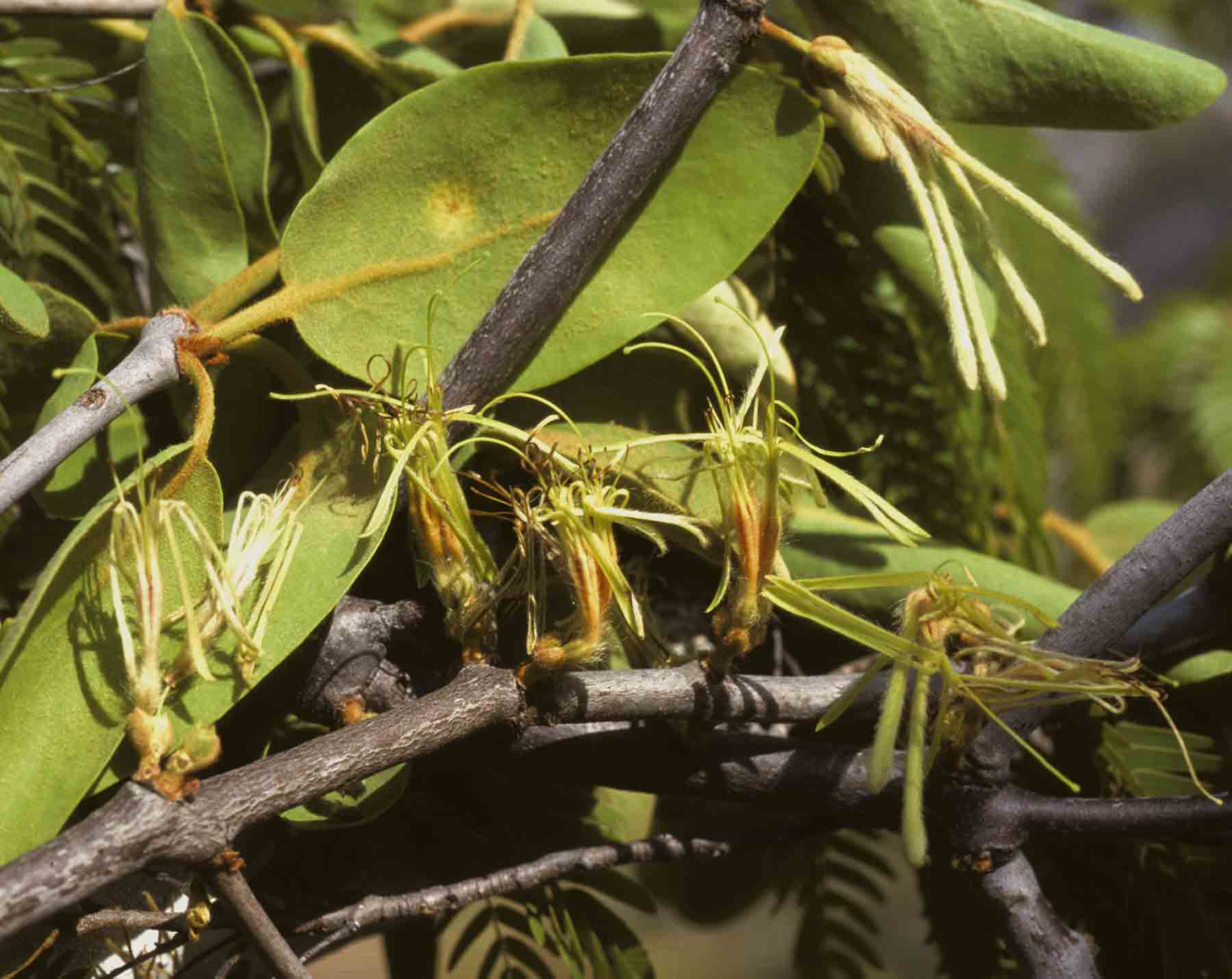 Erianthemum dregei
