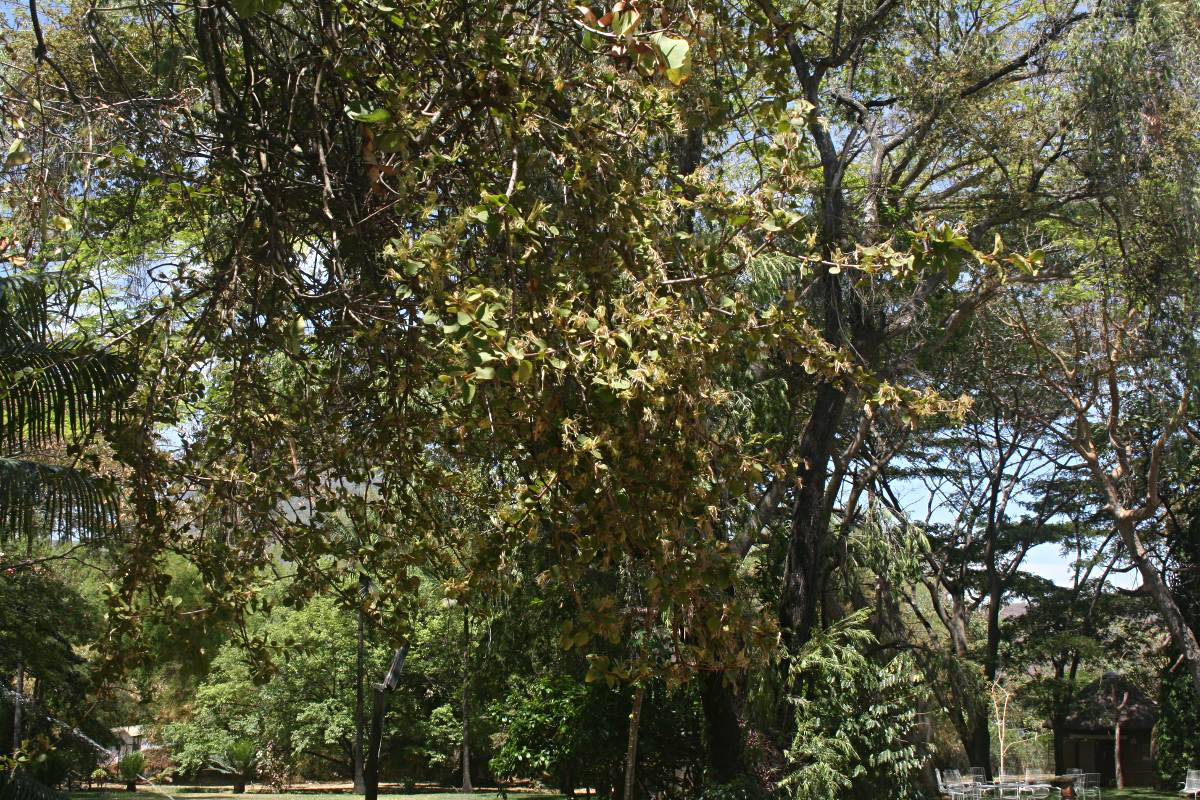 Erianthemum nyikense