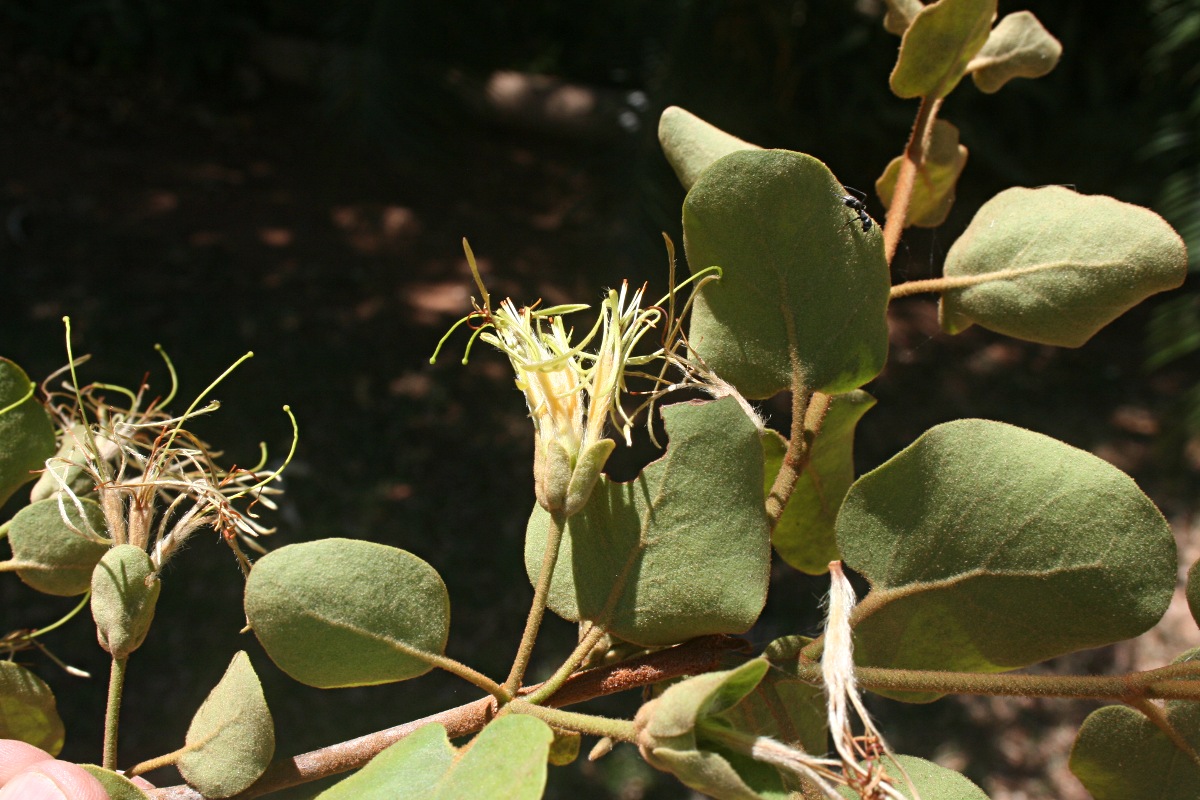 Erianthemum nyikense
