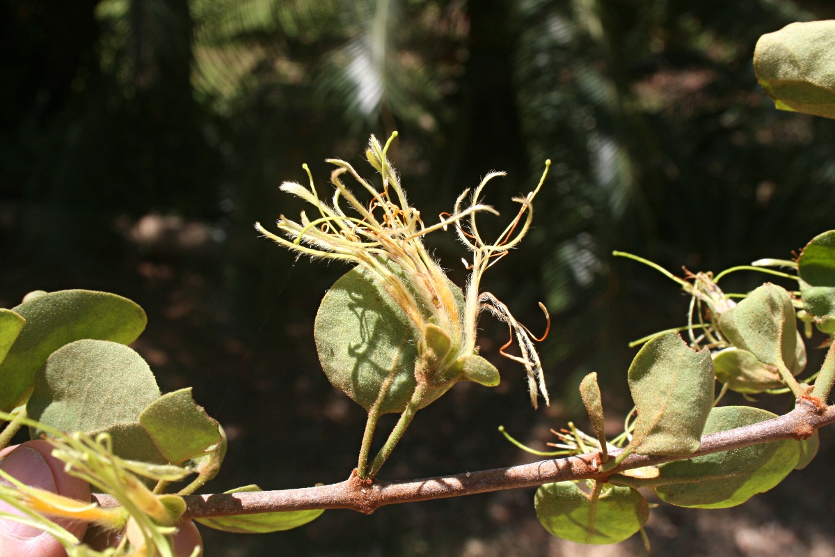 Erianthemum nyikense
